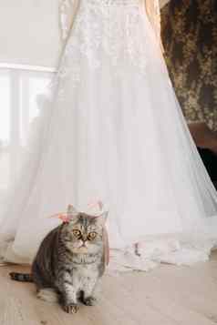 毛茸茸的灰色的房子猫坐在地板上婚礼衣服房子