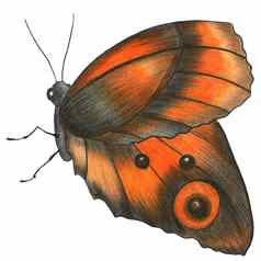 手画插图色彩斑斓的蝴蝶观赏翅膀灰色的黄色的颜色白色背景