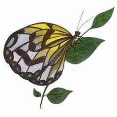 手画插图色彩斑斓的蝴蝶观赏翅膀灰色的黄色的颜色白色背景