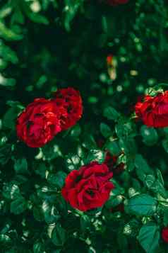 红色的玫瑰美丽的花花园花背景