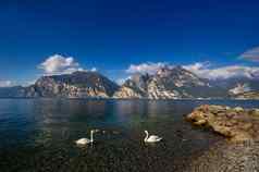 白色天鹅湖泻湖加尔达高山风景意大利