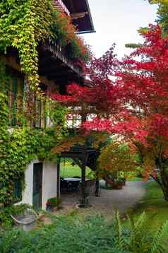 色彩斑斓的院子里植物城市salzkammergut奥地利