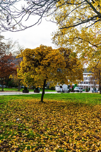 秋天季节下降叶子秋天色彩斑斓的公园小巷色彩斑斓的树下降叶子秋天公园美丽的秋天路径阳光明媚的一天