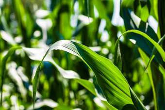 太阳灯绿色玉米场日益增长的细节绿色玉米农业场