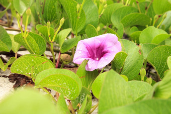 集群紫色的花铁路他<strong>来了</strong>