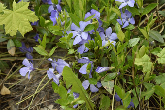 春天常年地毯的花小长春花精致的蓝色的花美丽的叶子绿色花背景春天