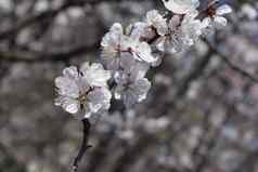 春天盛开的樱花樱桃花分支