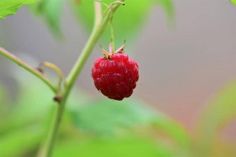 成熟的红色的树莓关闭模糊背景