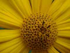 宏拍摄一道墨西哥向日葵黄色的花背景