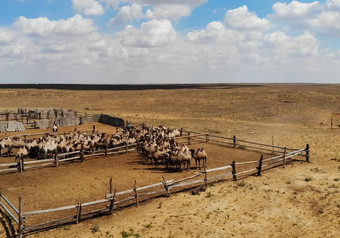 骆驼草原放牧骆驼大草原