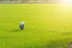农民播种肥料大米