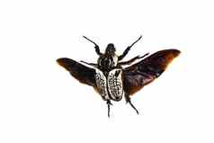 大棕色（的）甲虫隔离白色背景歌利亚巴士阿尔博西尼亚