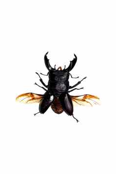 大黑色的甲虫隔离白色背景多尔库斯钛