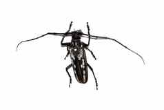 大棕色（的）甲虫隔离白色背景巴托塞拉利诺拉塔