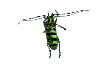 大黑色的结束绿色甲虫隔离白色背景