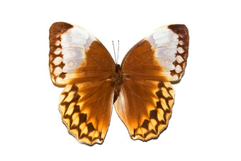 大蝴蝶黄色的翅膀隔离白色背景