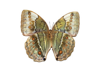 大蝴蝶黄色的翅膀隔离白色背景