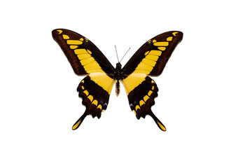 大蝴蝶黄色的翅膀隔离白色背景松鼠托阿斯