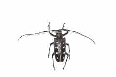 大棕色（的）甲虫隔离白色背景巴托塞拉莱纳