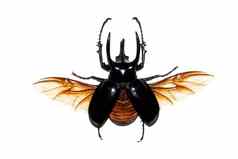 大棕色（的）甲虫隔离白色背景chalcosoma阿特拉斯