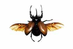 大棕色（的）甲虫隔离白色背景尤帕托鲁斯鹦鹉属