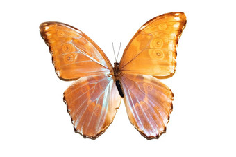 大蝴蝶黄色的翅膀隔离白色背景墨佛阿基里斯