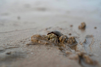 隐士<strong>螃蟹</strong>生活沙子海隐士<strong>螃蟹</strong>挖掘沙子埋葬隐藏捕食者