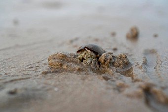 隐士<strong>螃蟹</strong>生活沙子海隐士<strong>螃蟹</strong>挖掘沙子埋葬隐藏捕食者