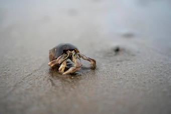 隐士螃蟹生活沙子海