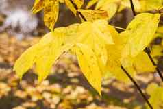 黄色的叶子树分支机构露水滴