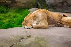 女狮子岩石俄勒冈州动物园