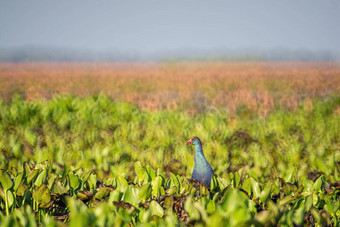 鸟生活<strong>淡水湖泊</strong>当地的鸟世界湿地阿尔拉姆萨网站