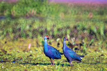 鸟生活淡水湖泊当地的鸟<strong>世界湿地</strong>阿尔拉姆萨网站