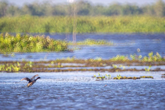 鸟生活游泳<strong>淡水湖泊</strong>当地的鸟世界湿地阿尔拉姆萨网站