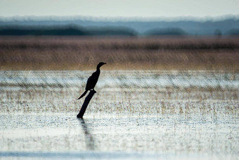 鸟生活游泳<strong>淡水湖泊</strong>当地的鸟世界湿地阿尔拉姆萨网站