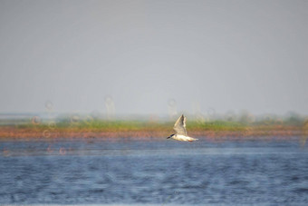 鸟生活飞湖泊当地的鸟<strong>世界湿地</strong>阿尔拉姆萨网站