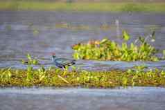鸟生活游泳淡水湖泊当地的鸟世界湿地阿尔拉姆萨网站