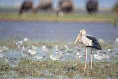 鸟生活游泳淡水湖泊当地的鸟世界湿地阿尔拉姆萨网站