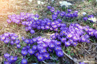 花春天植物<strong>藏红花</strong>属虹膜家庭月见草春天<strong>藏红花</strong>番红花属