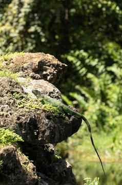 绿色鬣蜥蜥蜴被称为鬣蜥鬣蜥太阳