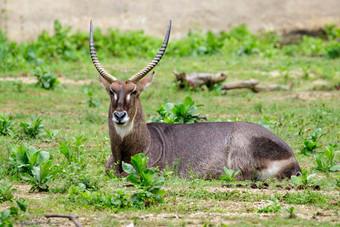 图像常见的非洲大羚羊科布斯<strong>省略号</strong>放松草野生动物动物