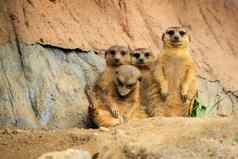 集团猫鼬suricatasuricatta自然背景野生动物动物
