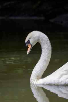 图像白色天鹅水野生动物动物
