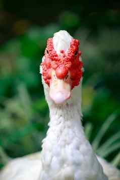 图像麝香的鸭印多达巴巴莉鸭红色的鼻珊瑚俄国白色鸭