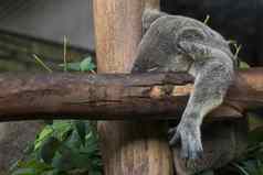 图像考拉熊睡眠树野生动物