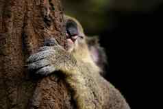 图像考拉熊睡眠焦点手树爬行动物动物