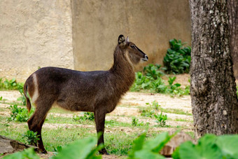 图像常见的非洲大羚羊科布斯省略号草野生动物动物