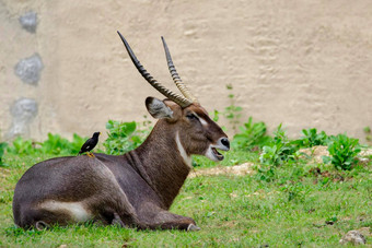 图像常见的非洲大羚羊科布斯省略号放松草野生动物动物
