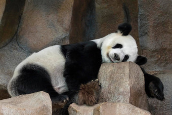 图像<strong>熊猫睡觉</strong>岩石野生动物