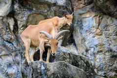 图像巴巴莉羊岩石野生动物动物